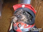 dog-helmet.jpg