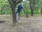 Tree_Ride.jpg