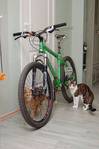 bike_cats.jpg