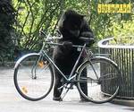 bear_bike.jpg