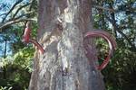 bicycle-tree-vashon-island.jpg